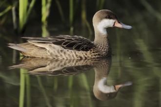 Bahama duck (Anas bahamensis, Paecilonetta bahamensis), captive, occurrence in South America