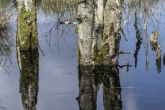 Moorland, rewetting, dead birch trees (Betula pendula), Emsland, Lower Saxony, Germany, Europe