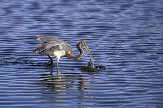 Tricoloured Heron (Egretta tricolor), adult, in the water, foraging, hunting, Merritt Island, Black