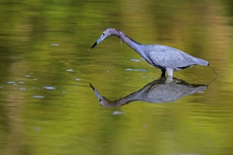 Great Blue Heron (Egretta caerulea), adult, in water, alert, foraging, Merritt Island, Black Point
