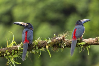 Collared Aracari (Pteroglossus torquatus), Toucans (Ramphastidae), Laguna del Lagarto Lodge,
