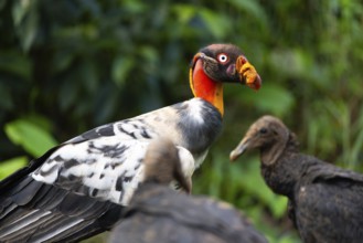 King vulture (Sarcoramphus papa), cock, vulture birds (Aegypiinae), Laguna del Lagarto Lodge,