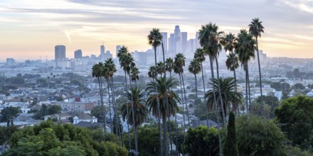 Los Angeles skyline with palm trees and downtown at sunset panorama in California in Los Angeles,
