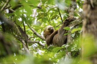 Hoffmann's two-fingered sloth (Choloepus hoffmanni) sleeping on a branch, Cahuita National Park,