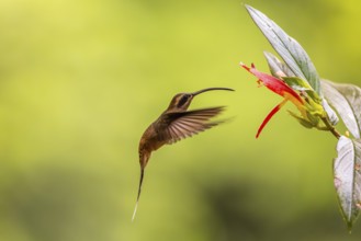 Long-billed Shadow Hummingbird (Phaethornis longirostris), Hummingbird (Trochilidae), Swiftbirds