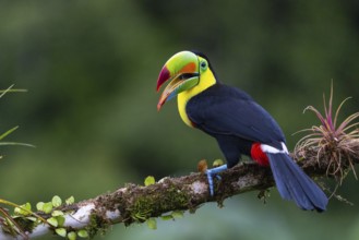 Fishing Toucan (Ramphastos sulfurantus), Toucans (Ramphastidae), Laguna del Lagarto Lodge,