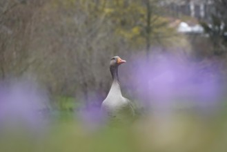 Wild Goose, March, Germany, Europe