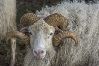 Portrait of a male moorland snook with horn (Ovis aries), Rehna, Mecklenburg-Western Pomerania,