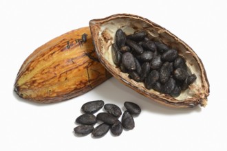 Cocoa tree (Theobroma cacao), halved cocoa fruit with cocoa beans