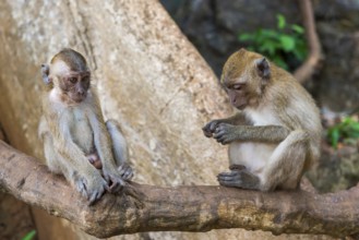 Monkey in Wat Sok Tham temple, macaque, mammal, gazing, gazing, wild, free-living, tropical,
