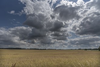 Ripe rape field (Brassica napus), cloudy sky Mecklenburg-Vorpommern, Germany, Europe