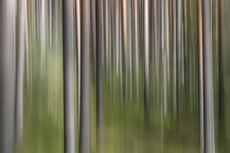 Pine forest, wipe-clean image, Finland, Europe