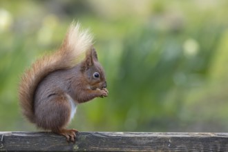 Red squirrel Sciurus vulgaris adult animal feeding on a nut on a garden fence, Yorkshire, England,