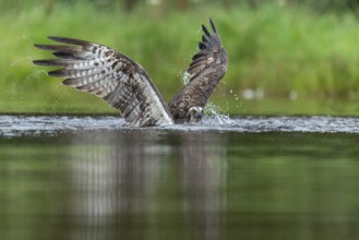 Western osprey (Pandion haliaetus) hunting, Aviemore, Scotland, Great Britain