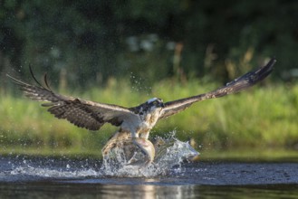 Western osprey (Pandion haliaetus) hunting with a trout, Aviemore, Scotland, Great Britain