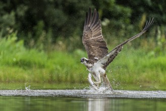 Western osprey (Pandion haliaetus) hunting with a trout, Aviemore, Scotland, Great Britain