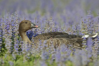 Pink-footed goose (Anser brachyrhynchus), captive, occurring in Greenland, Iceland and Svalbard