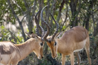 Impala (Aepyceros melampus), black heeler antelope, two males fighting, Kruger National Park, South