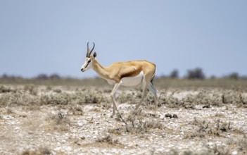 Springbok (Antidorcas marsupialis) in dry savannah, Etosha National Park, Namibia, Africa