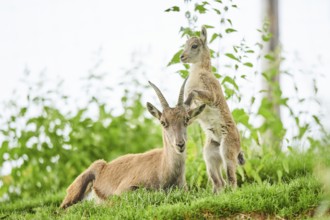 Alpine ibex (Capra ibex) youngster klimbing on their mother, playing, wildlife Park Aurach near