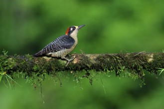 Male Black-cheeked Woodpecker (Melanerpes pucherani) on a branch, Costa Rica, Central America