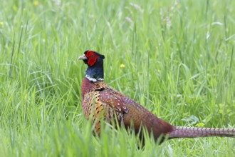 Pheasant, hunting pheasant (Phasianus colchicus), adult male bird in a meadow, wildlife, Lembruch,
