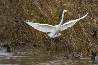 Great White Egret (Egretta alba) Germany