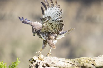 Common buzzard (Buteo buteo) Germany