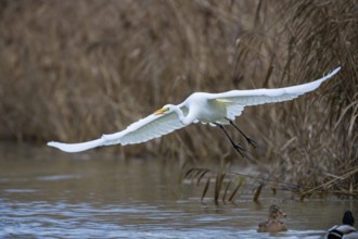 Great White Egret (Egretta alba) Germany