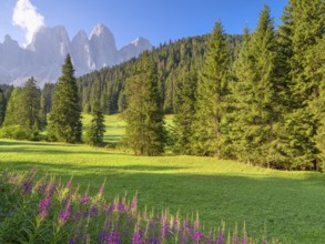 View of the Geisler peaks in the early morning, flowers in the foreground, Zanser Alm, Villnöß,