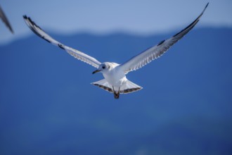 Limenas, Thassos, Greece - Seagulls accompany the Thassos Sea Lines ferry to Limenas. The capital