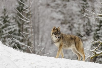 A young grey wolf (Canis lupus lupus) runs across the sloping, snow-covered meadow at the edge of a