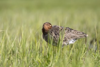 Black-tailed godwit (Limosa limosa), resting, sleeping, Ochsenmoor, Dümmer, Lemförde, Lower Saxony,