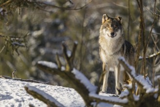 An adult male grey wolf (Canis lupus lupus) stands in the snow-covered undergrowth at the edge of a