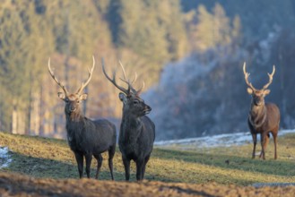 Three Japanese sika deer stags (Cervus nippon nippon) stand on a meadow in hilly terrain. A blue
