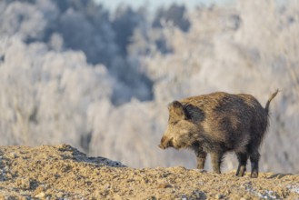 On a sunny day, a wild boar (Sus scrofa) searches for food in a frozen field. A forest covered in