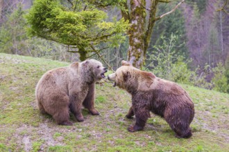A female and a male eurasian brown bear (Ursus arctos arctos) meet each other the first time on a