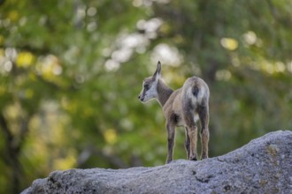 One young Chamois (Rupicapra rupicapra) standing on a rock. A green forest in the background
