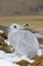 Mountain hare, alpine hare, snow hare (Lepus timidus) in white winter pelage resting in the hills