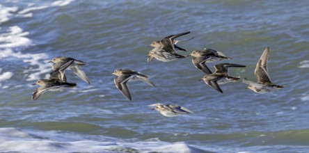 Flock of purple sandpipers (Calidris maritima) in non-breeding plumage flying over sea water along
