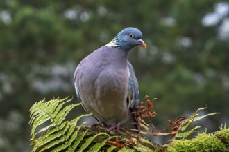 Common wood pigeon (Columba palumbus) perched on tree stump with fern in forest