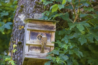 One Eurasian tree sparrow (Passer montanus), feeds its young at the nest box
