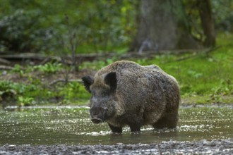Solitary wild boar (Sus scrofa) male standing in muddy water of quagmire in forest in autumn, fall