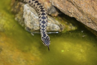One Vipera berus, the common European adder or common European viper, creeps over moss and rocks