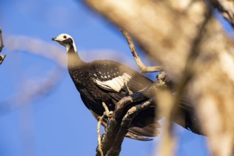 Blue-throated guan (Pipile cumanensis) Pantanal Brazil