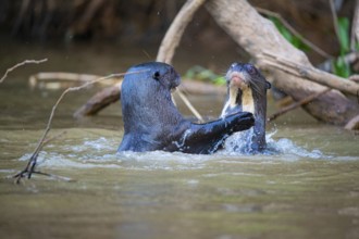 Giant otter (Pteronura brasiliensis) Pantanal Brazil
