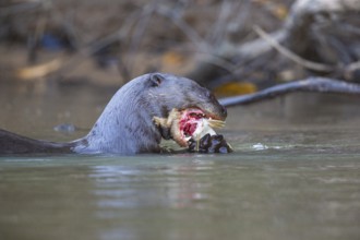 Giant otter (Pteronura brasiliensis) Pantanal Brazil