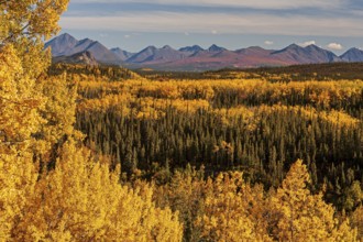 Yellowish coloured aspens in autumn in front of mountains, Alaska Range, Alaska, USA, North America