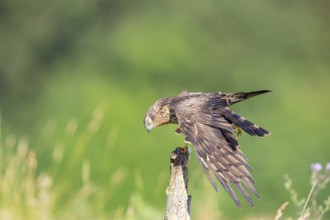 Montagu's harrier (Circus pygargus) wbl Germany