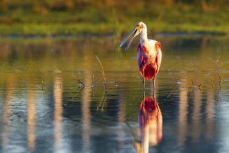 Roseate spoonbill (Ajaia ajaja) Pantanal Brazil